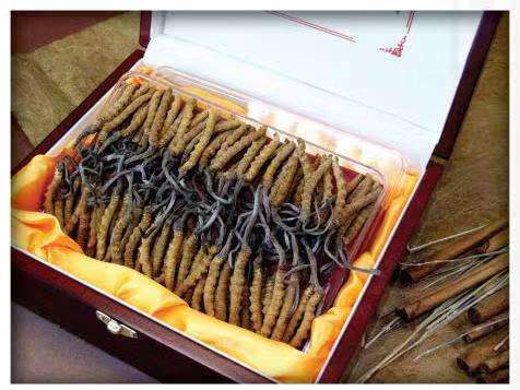 大姚冬虫夏草回收